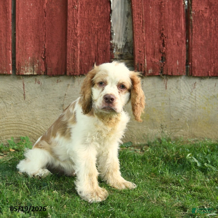 Cocker Spaniel dogs Moon   - Ad 2