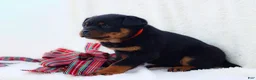 Rottweiler dogs for sale: Trixx - Ad 4