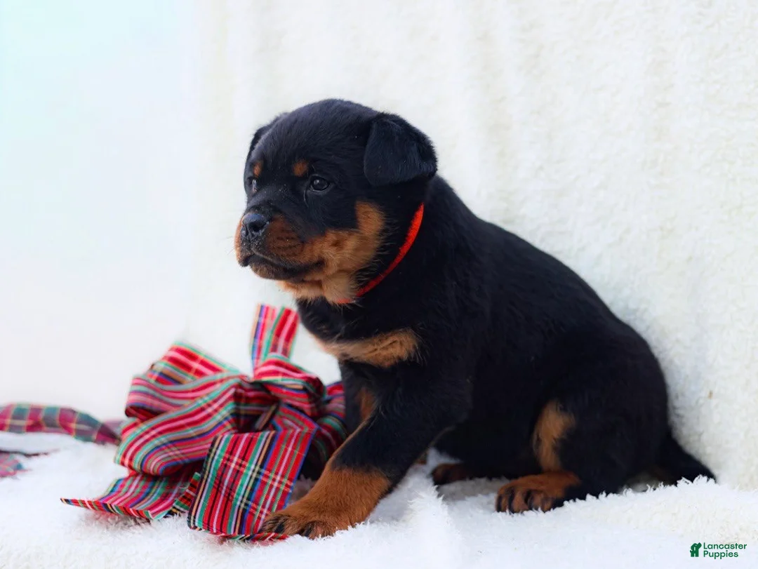 Rottweiler dogs for sale: Trixx - Ad 4