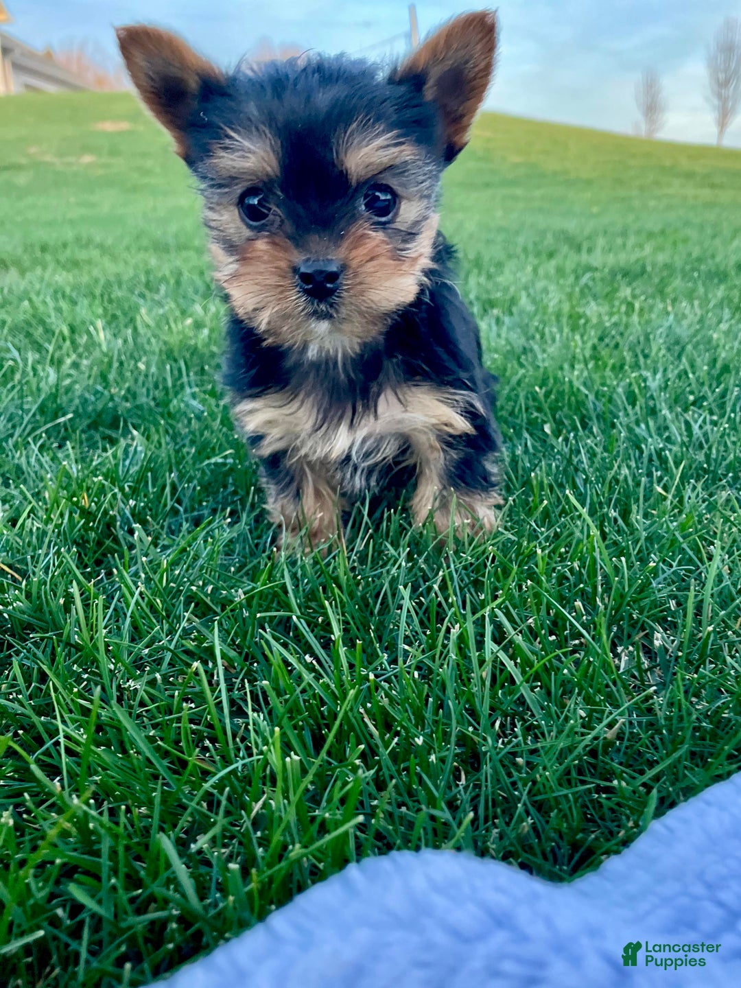 Yorkshire Terrier dogs for sale: Jingle - Ad 2