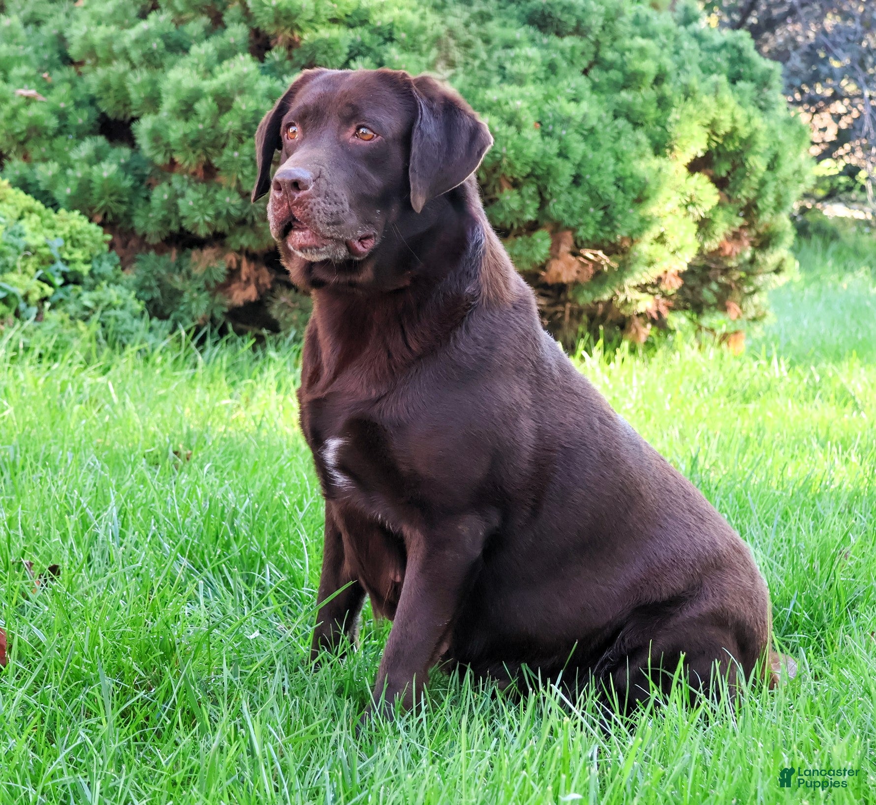 Labrador Retriever dogs Reba - Ad 16