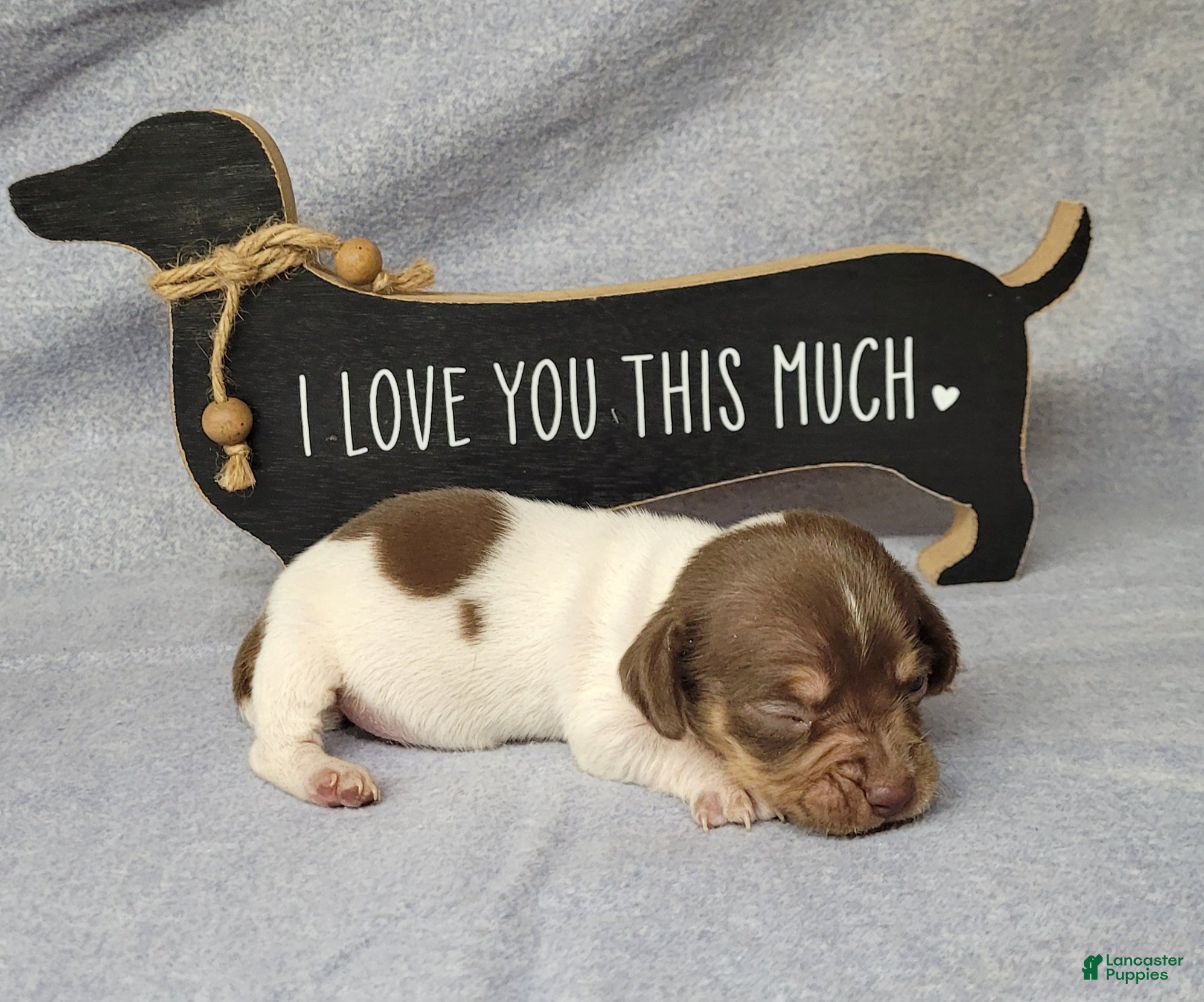 Miniature Dachshund dogs Hank AKC Registered  - Ad 38