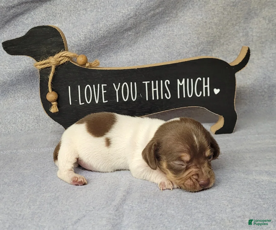 Miniature Dachshund dogs for sale: Harper AKC Registered  - Ad 7