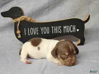 Miniature Dachshund dogs Hank AKC Registered - Ad 38