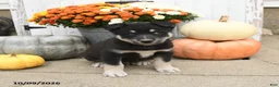 Mixed Breed dogs for sale: Turbo - Ad 1