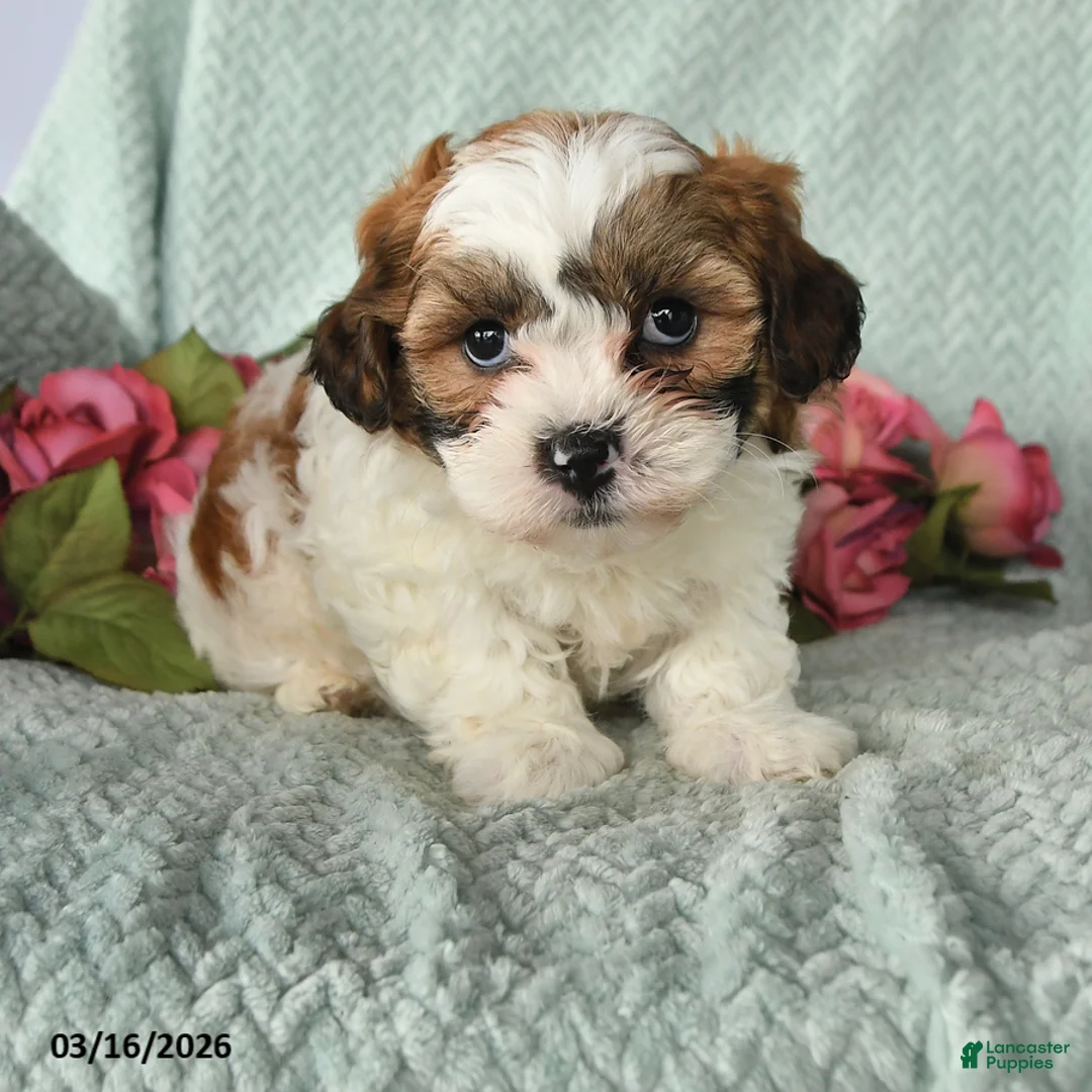 Teddy Bear dogs for sale: Jay - Ad 2