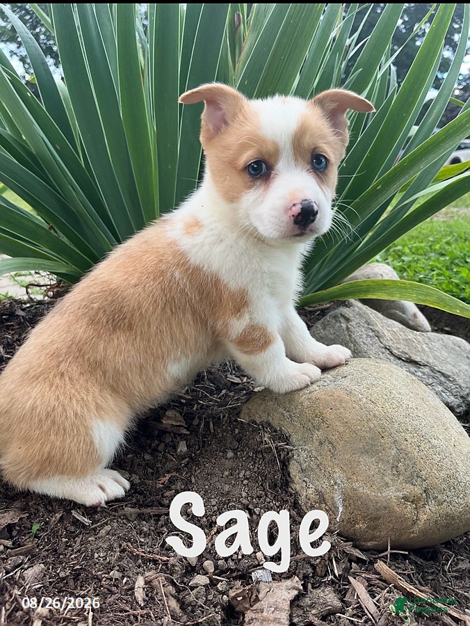 Welsh Corgi Pembroke dogs Sage - Ad 2