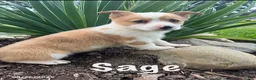 Welsh Corgi Pembroke dogs for sale: Sage - Ad 2
