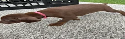 Doberman Pinscher dogs for sale: Tank - Ad 4