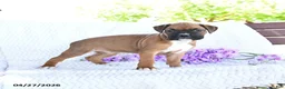 Boxer dogs for sale: Caramel - Ad 1