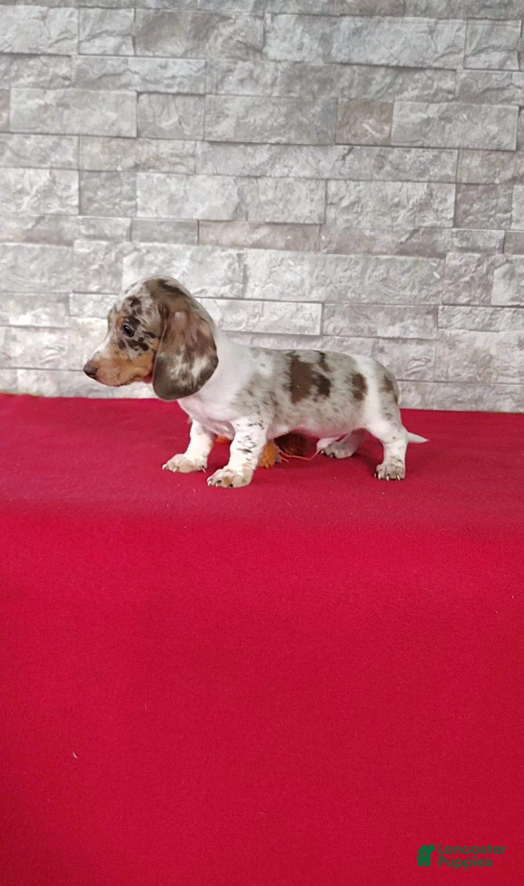 Miniature Dachshund dogs for sale: Lucas - Ad 6
