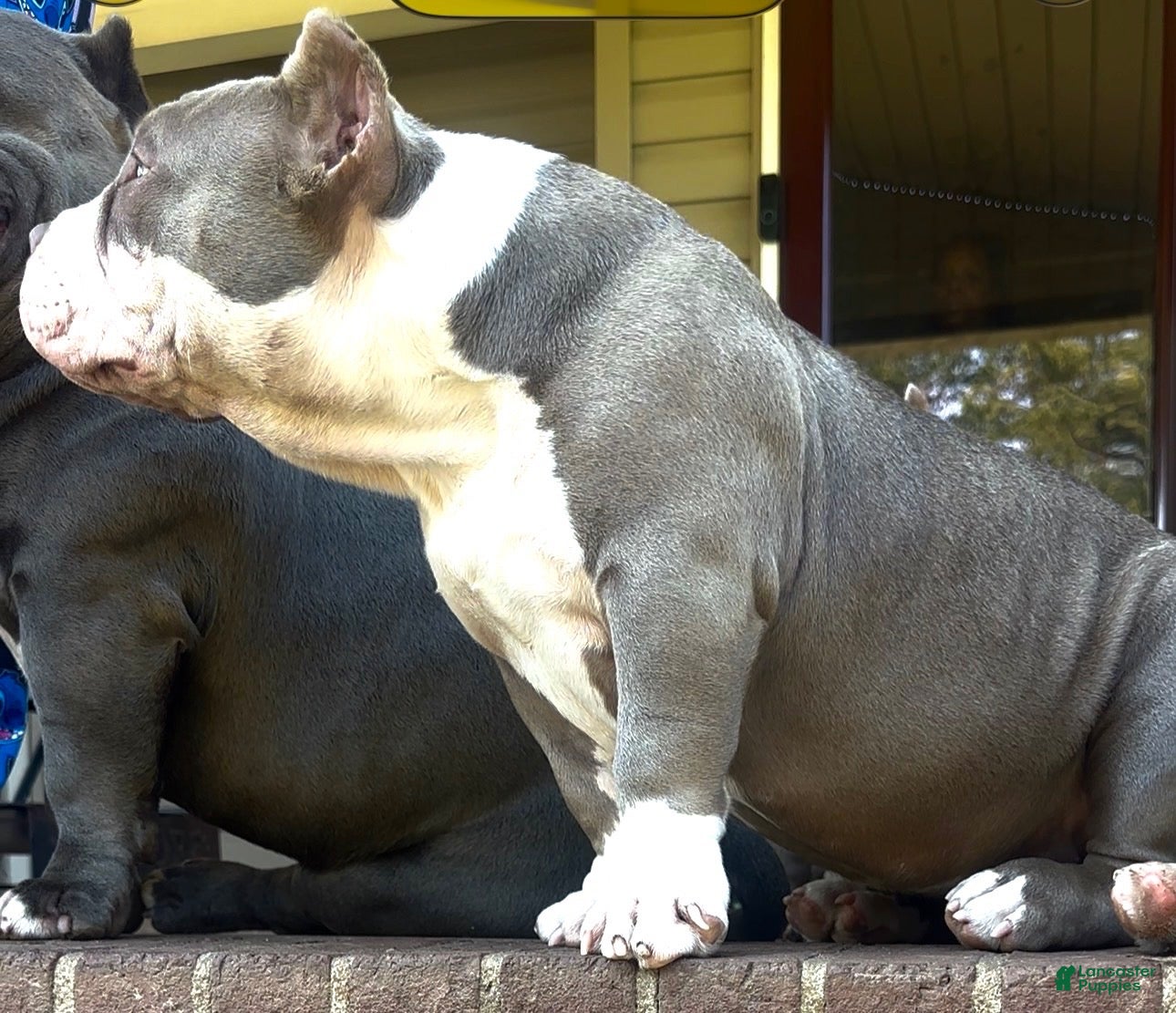 American Bully dogs Armani  - Ad 2