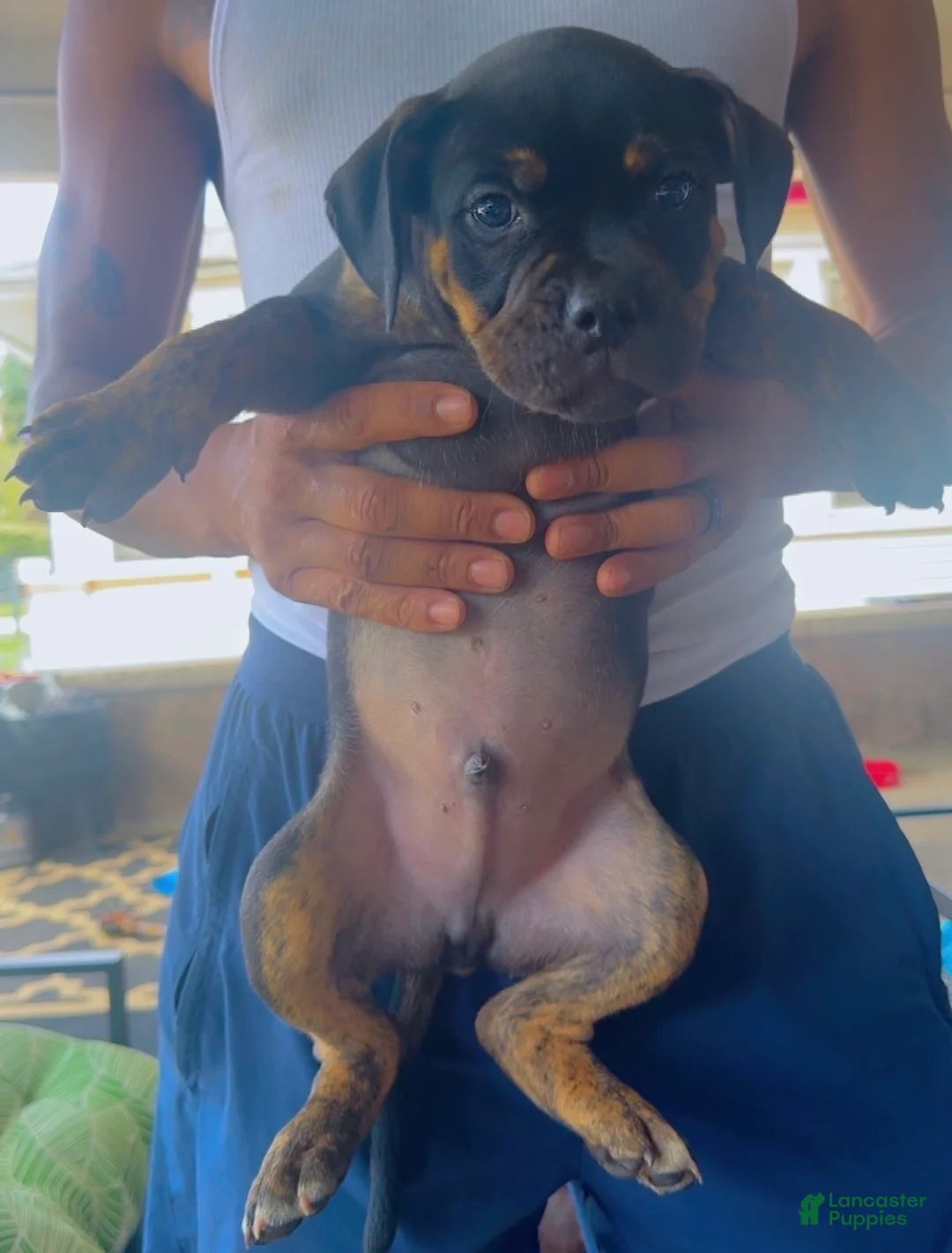 Olde English Bulldogge dogs for sale: Brock - Ad 1