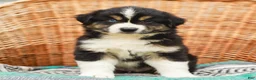 Miniature Australian Shepherd dogs for sale: Brody - Ad 3