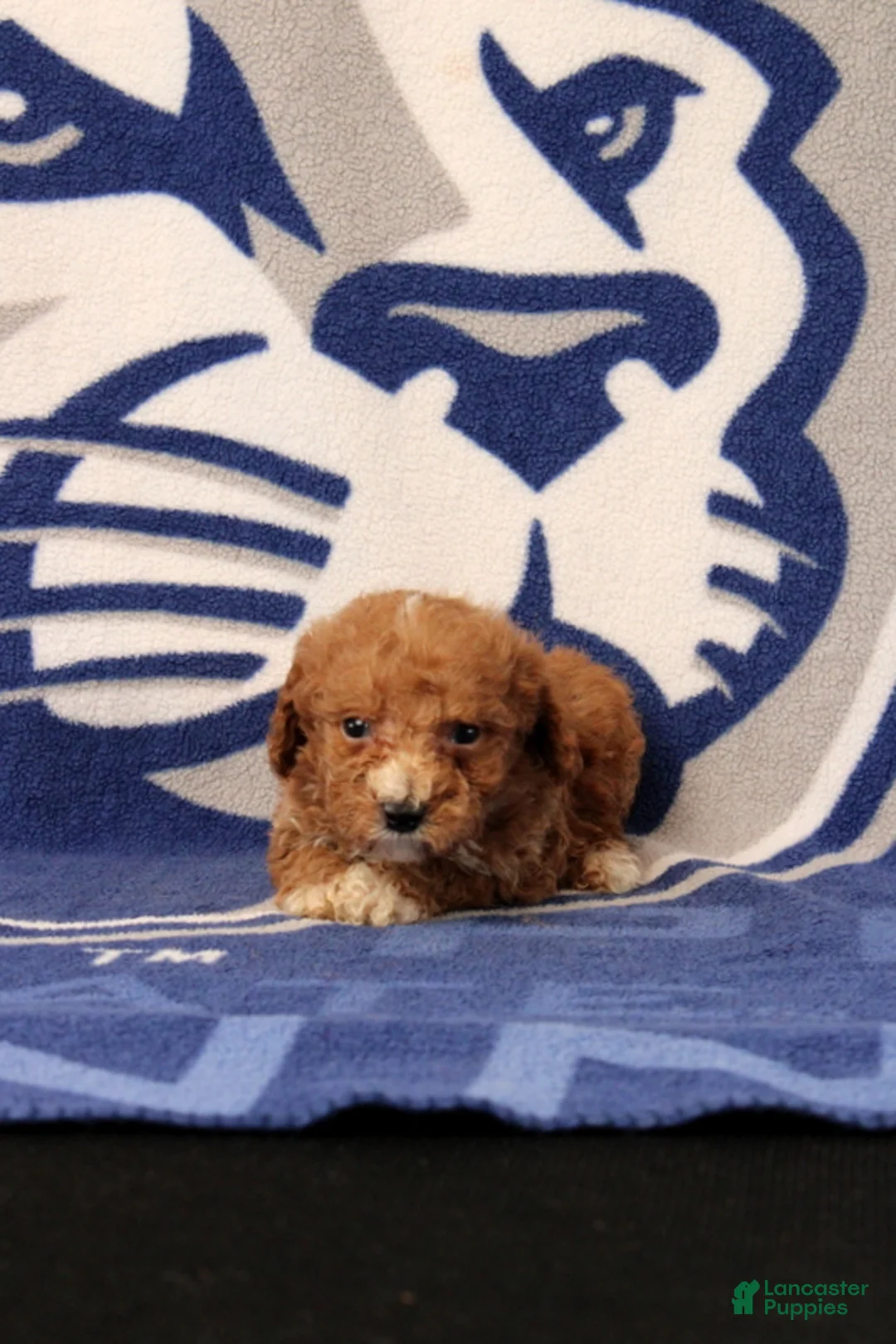 Toy Poodle dogs for sale: Josiah - Ad 1