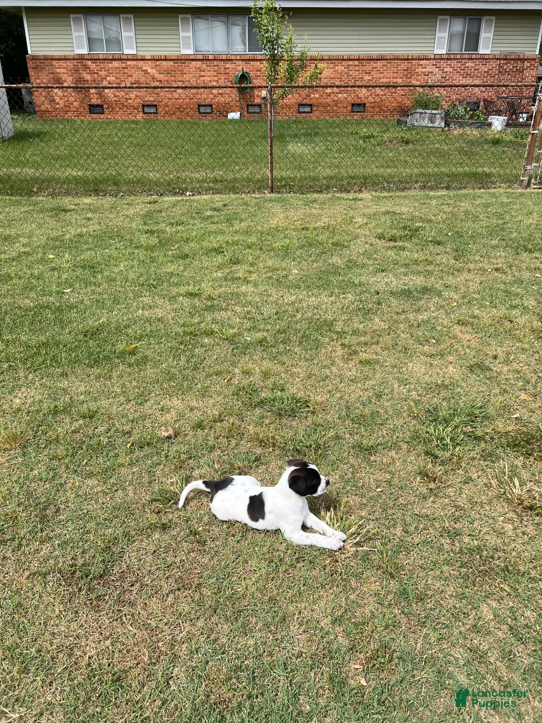 Mixed Breed dogs for sale: Mixed Breed Puppy 1 - Ad 2