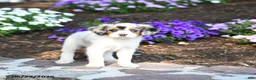 Mini Bernedoodle dogs for sale: Parker - Ad 3