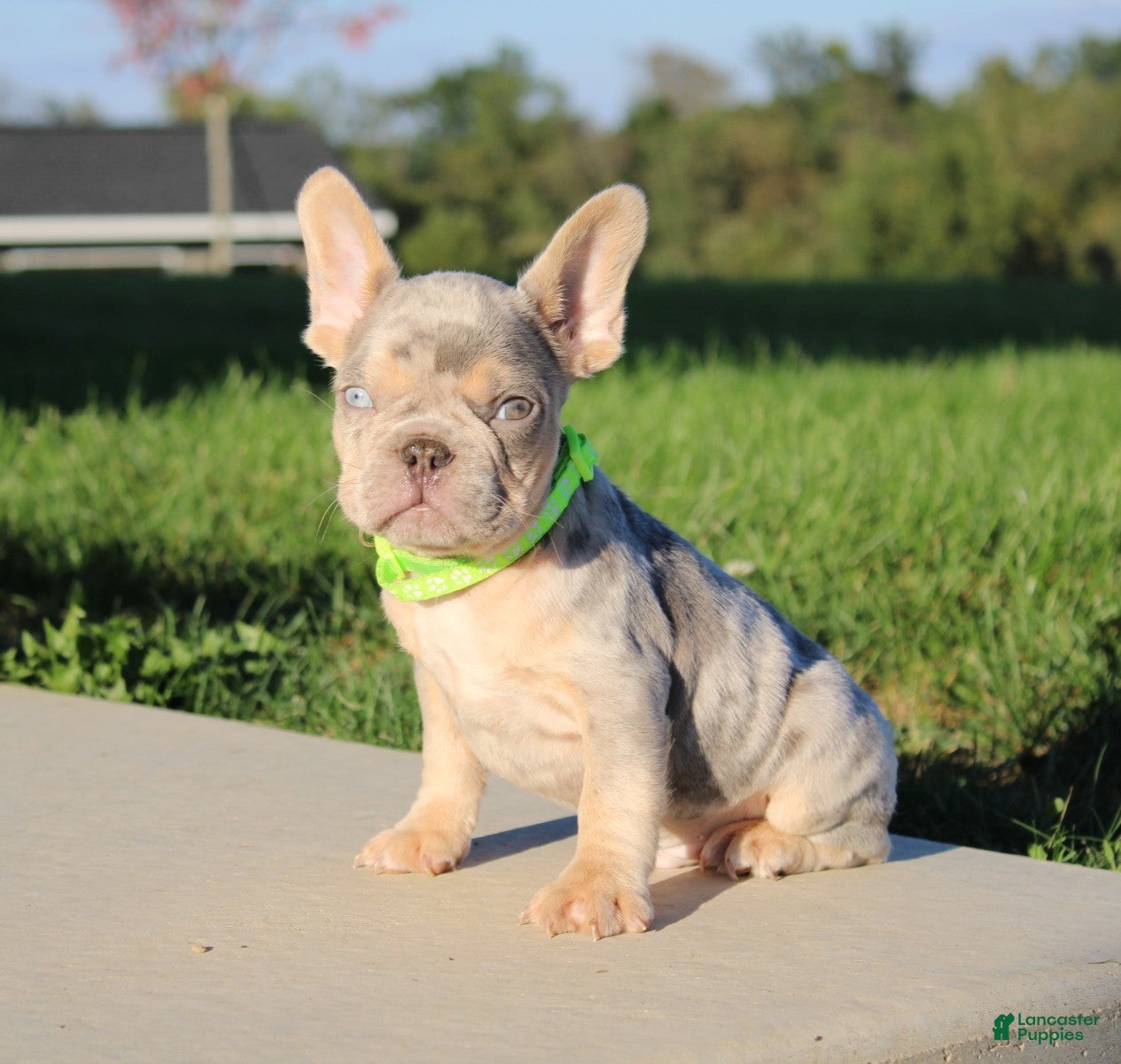 French Bulldog dogs for sale: Bentley - Ad 2