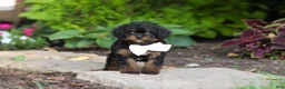 Cavapoo dogs for sale: Lulu - Ad 1
