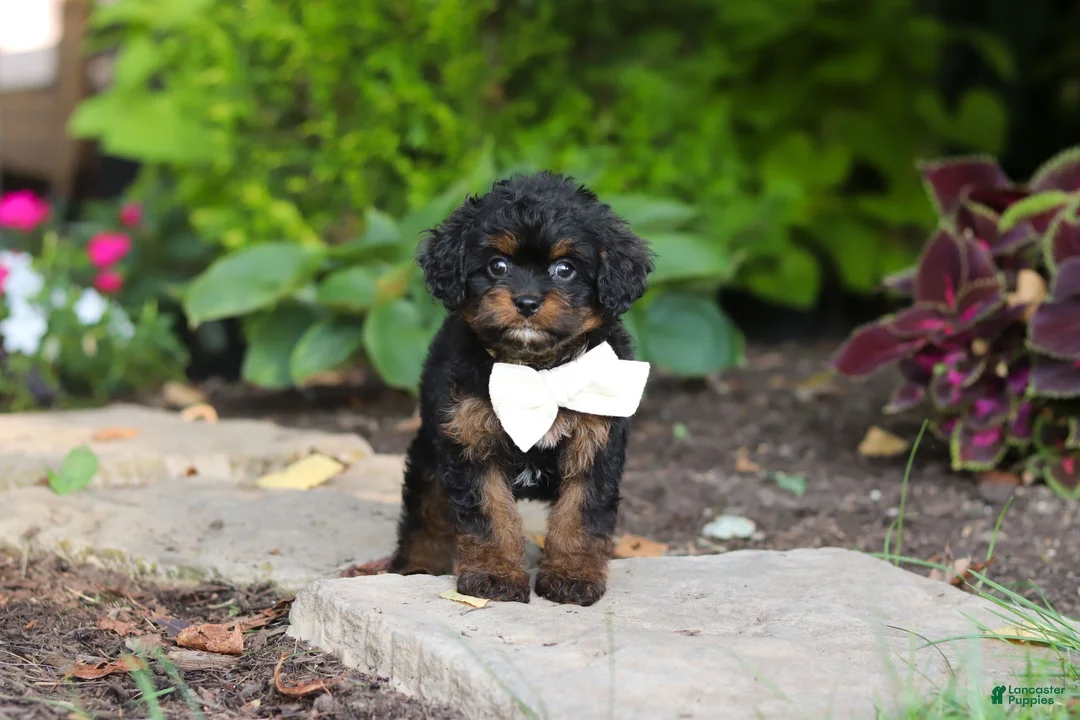 Cavapoo dogs for sale: Lulu - Ad 1