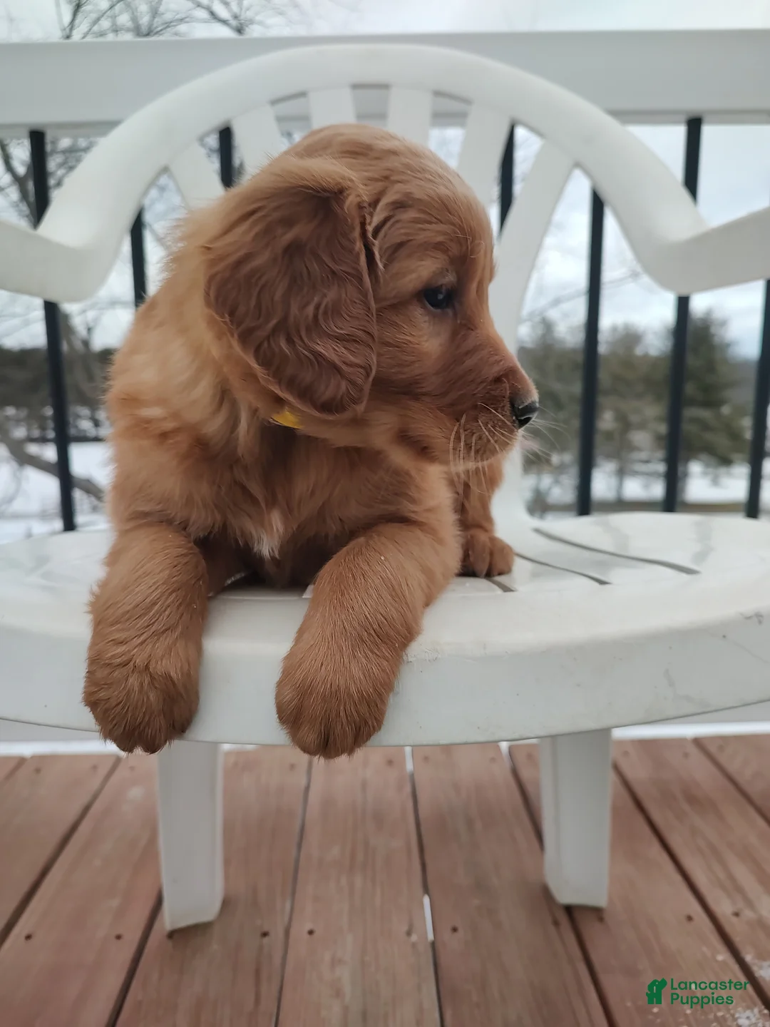 Mixed Breed dogs for sale: Buster  - Ad 9