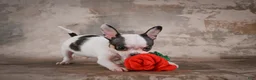 Chihuahua dogs for sale: Ernie - Ad 17