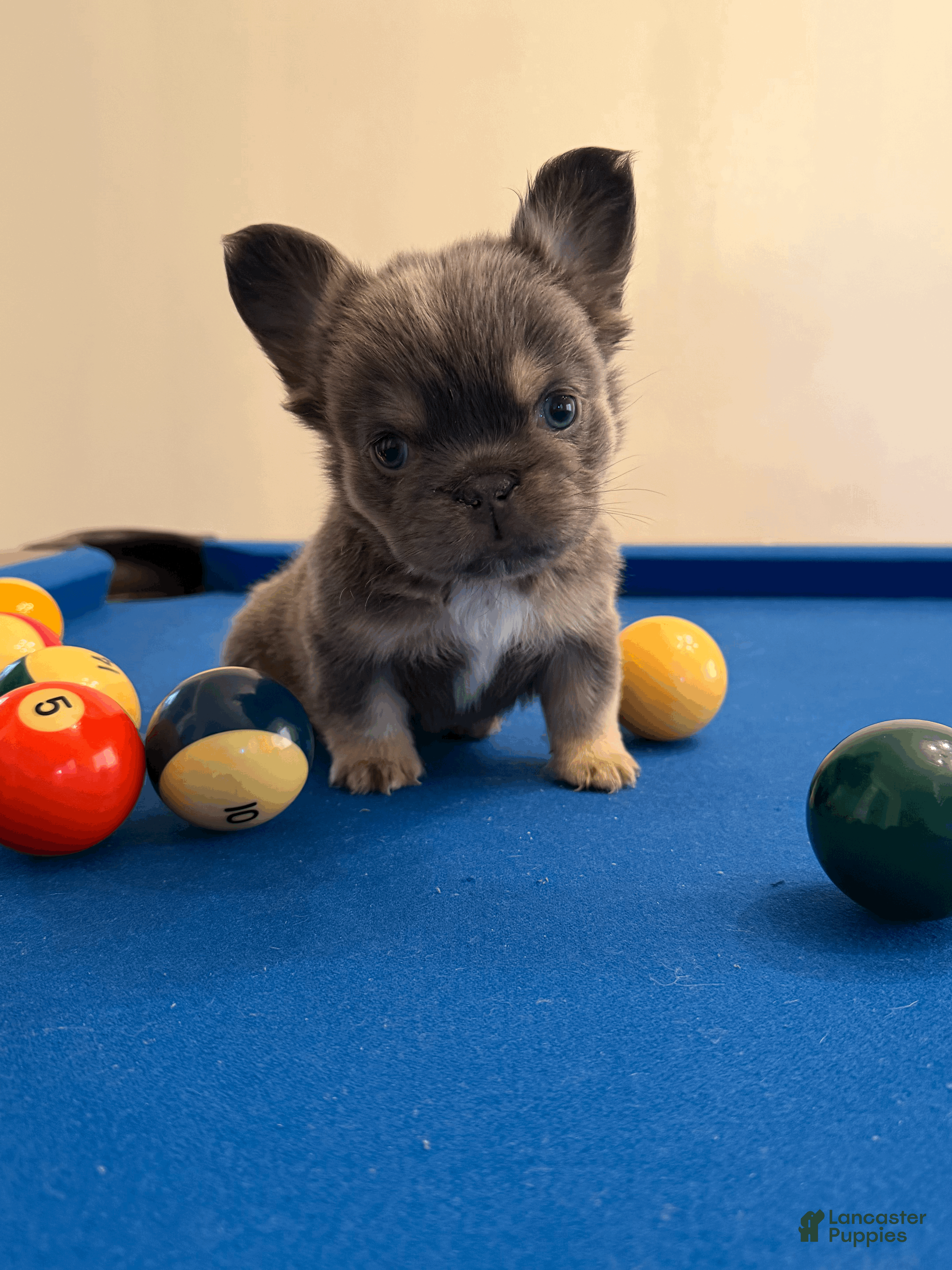 French Bulldog dogs French Bulldog Puppy 1 - Ad 21
