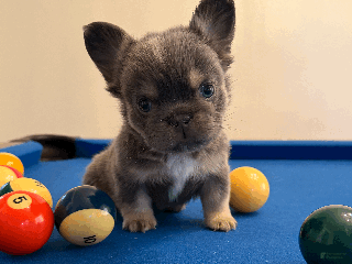 French Bulldog dogs French Bulldog Puppy 1 - Ad 35