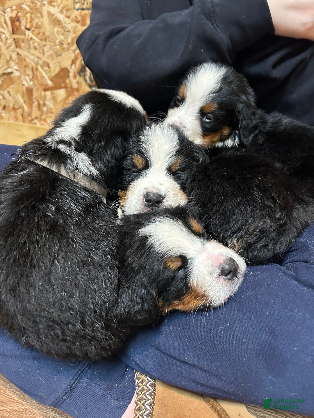 Bernese Mountain Dog dogs for sale: Lulu - Ad 4