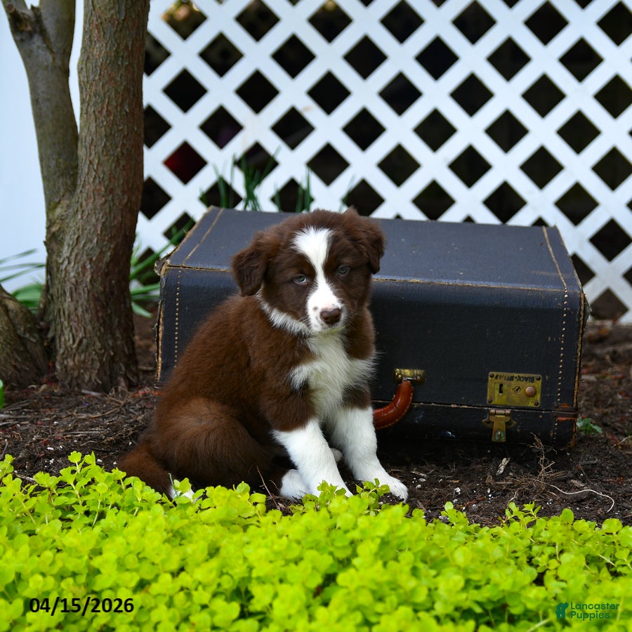 Border Collie dogs Libby - Ad 2