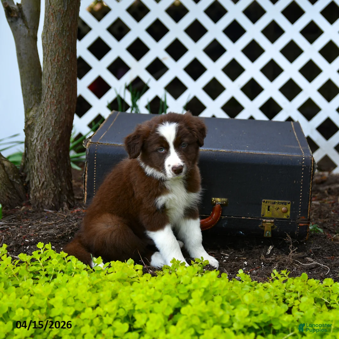 Border Collie dogs for sale: Libby - Ad 2
