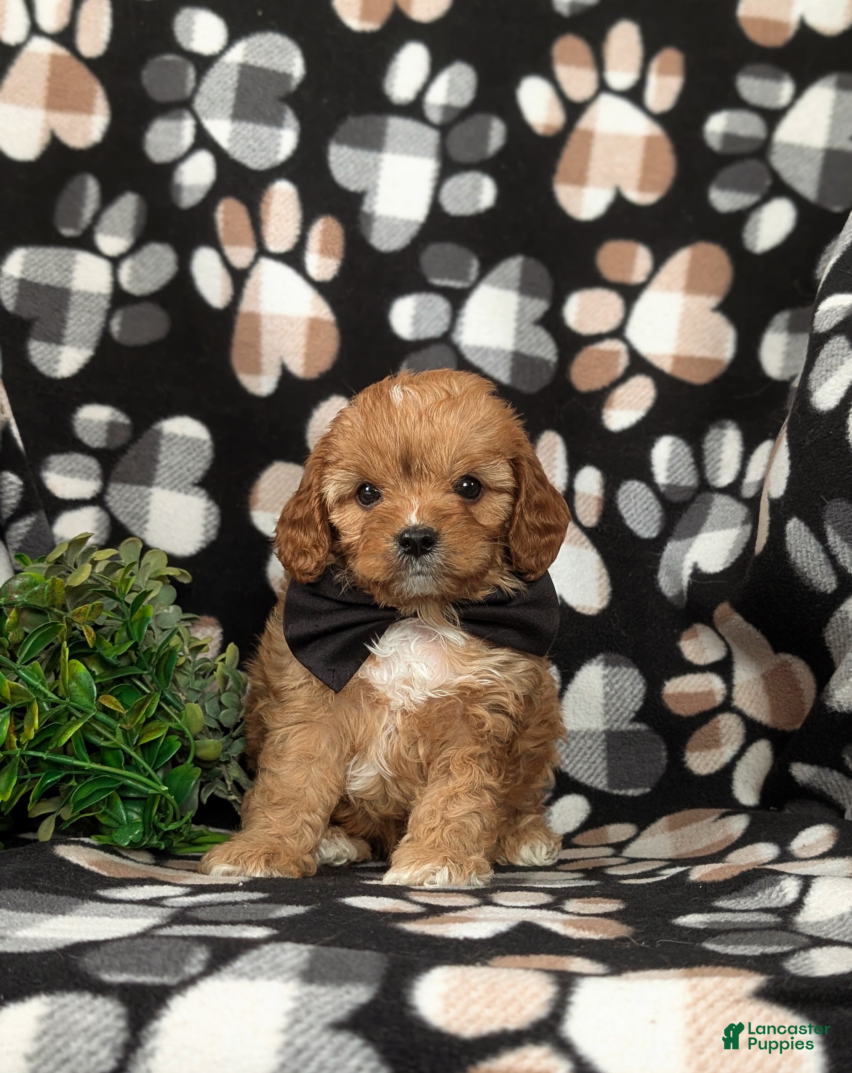 Cavapoo dogs Ellison - Ad 2