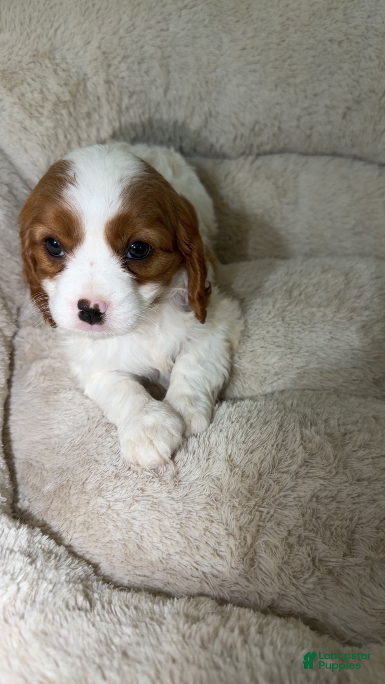 Cavapoo dogs Lulu  - Ad 20