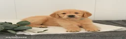 Golden Retriever dogs for sale: Mars  - Ad 2