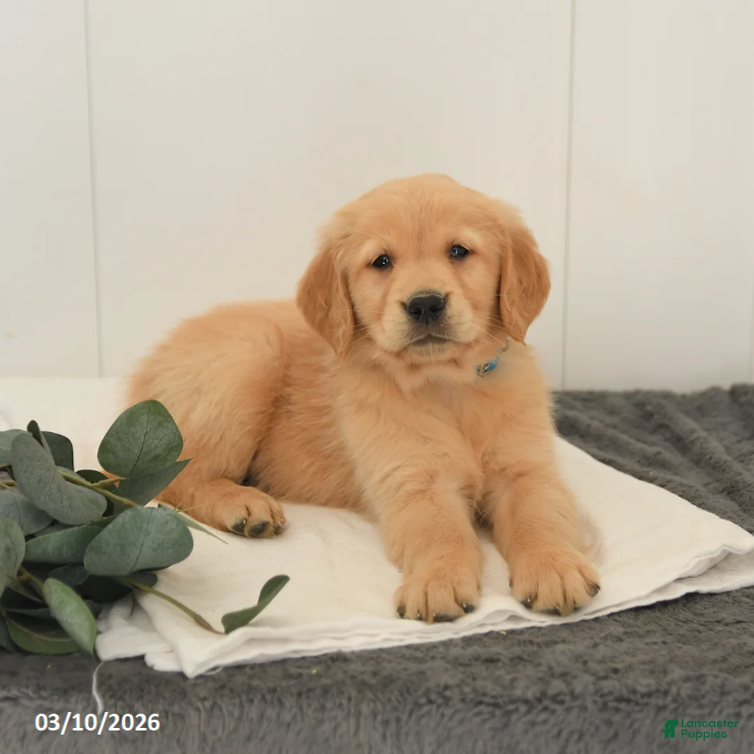 Golden Retriever dogs for sale: Mars  - Ad 2
