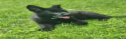 German Shepherd dogs for sale: ÚNICO  - Ad 3