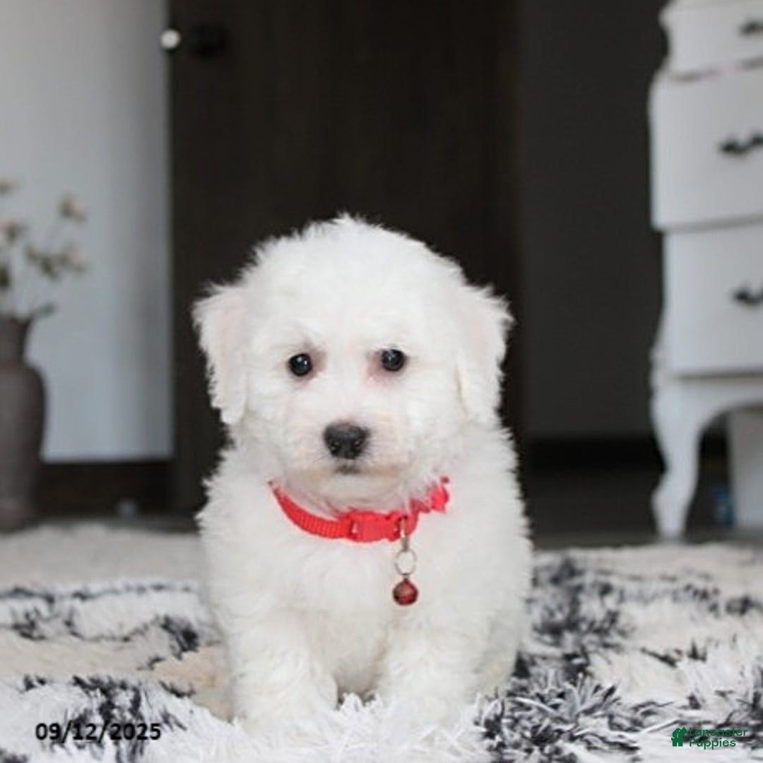 Bichon Frise dogs for sale: Carson - Ad 11