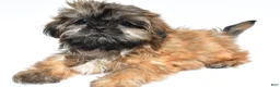 Shih Tzu dogs for sale: Violet - Ad 9
