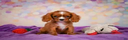 Cavalier King Charles Spaniel dogs for sale: Cody - Ad 4