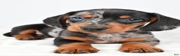 Miniature Dachshund dogs for sale: Sammy - Ad 3