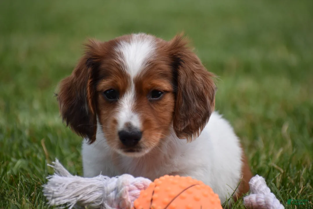 Miniature Dachshund dogs for sale: Cosmo - Ad 1