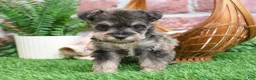 Miniature Schnauzer dogs for sale: Toby - Ad 10