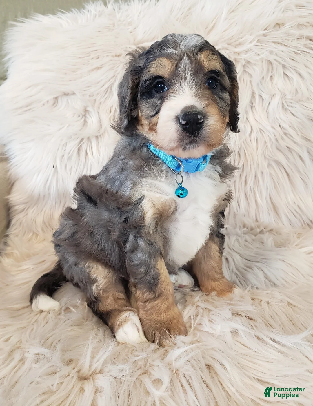 Mini Bernedoodle dogs for sale: Roscoe - Ad 2
