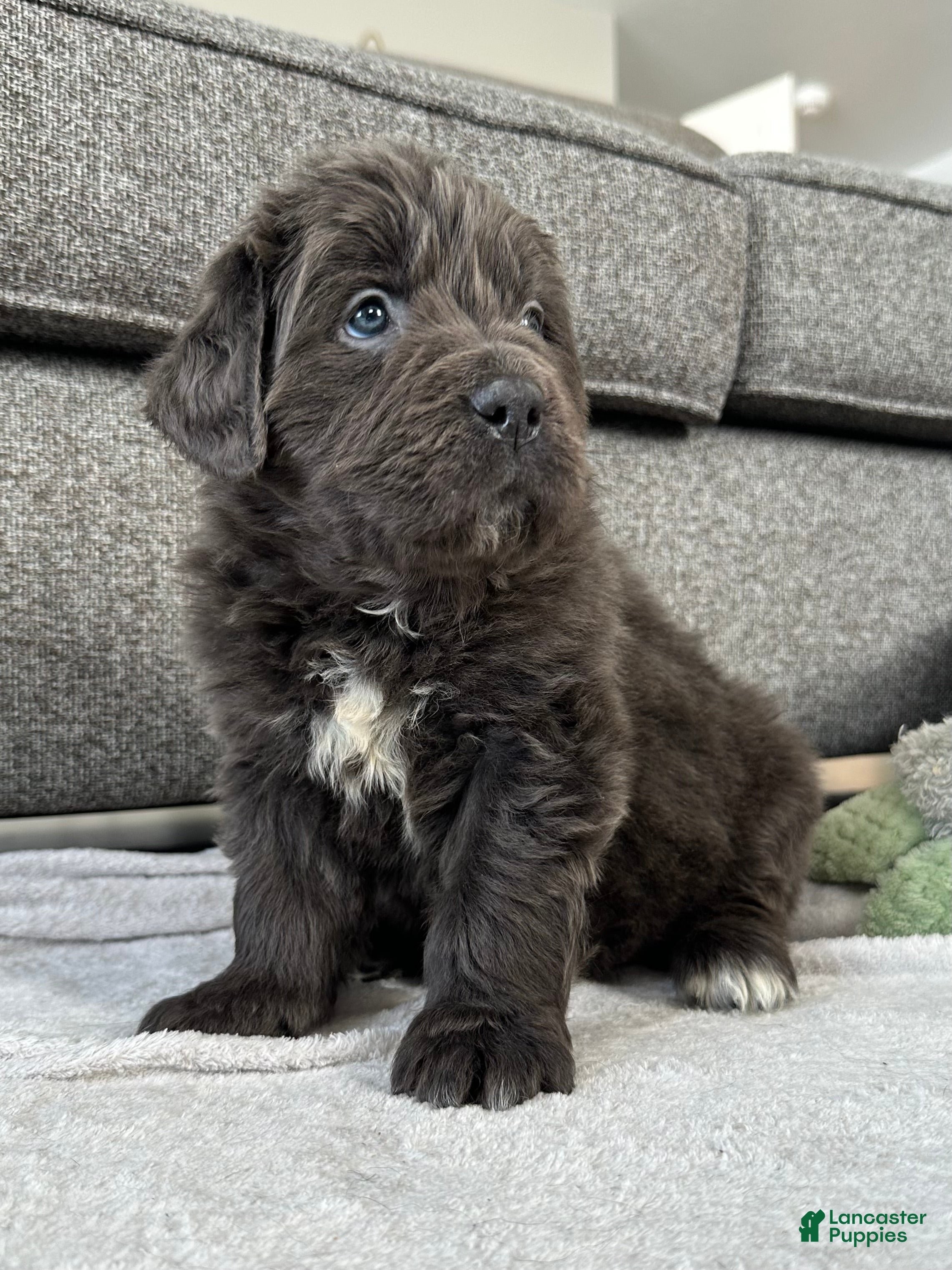 Newfoundland dogs OFA, AKC, CH “ Tessa”  - Ad 2