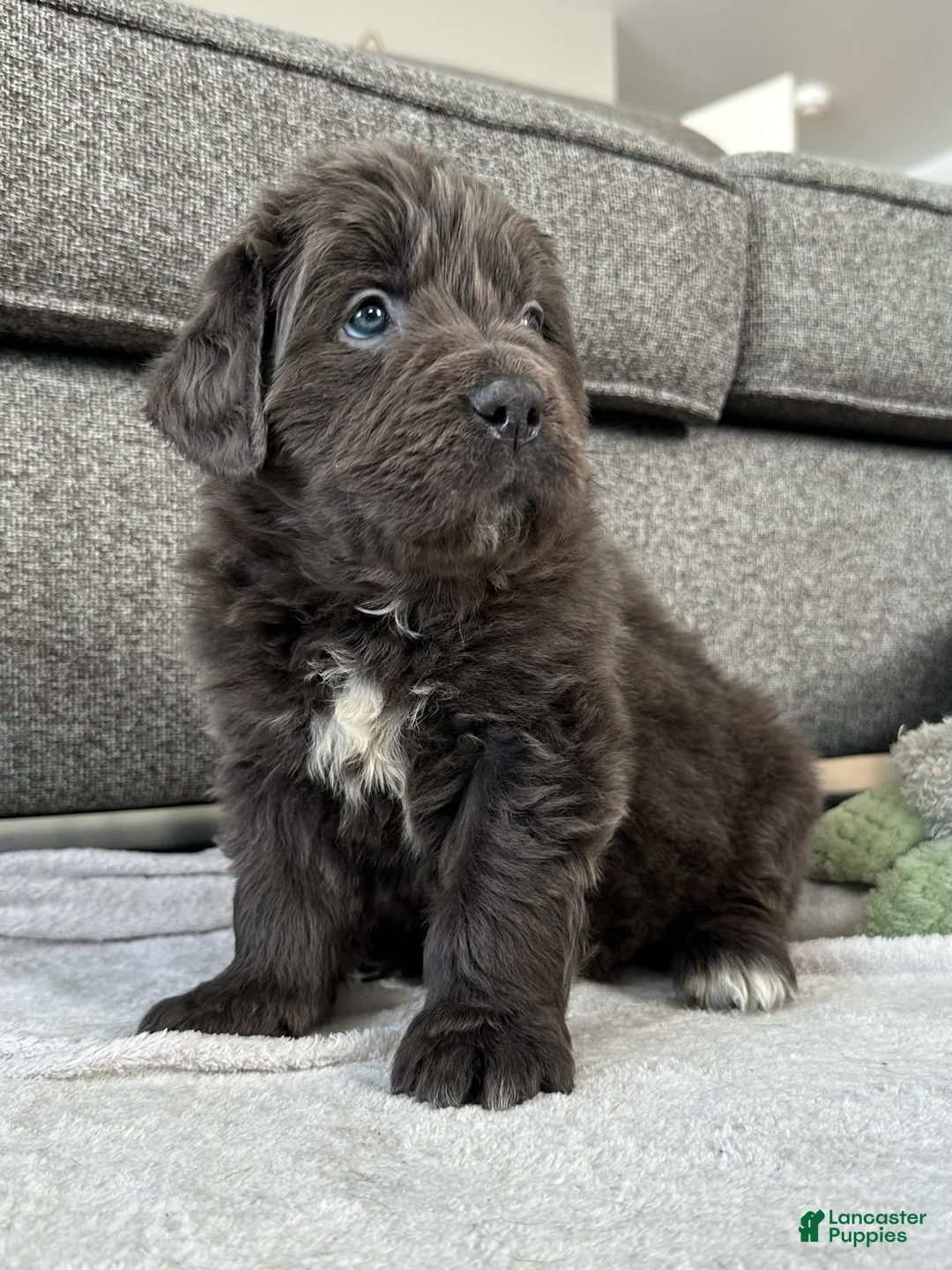 Newfoundland dogs for sale: OFA, AKC, CH “ Tessa”  - Ad 3