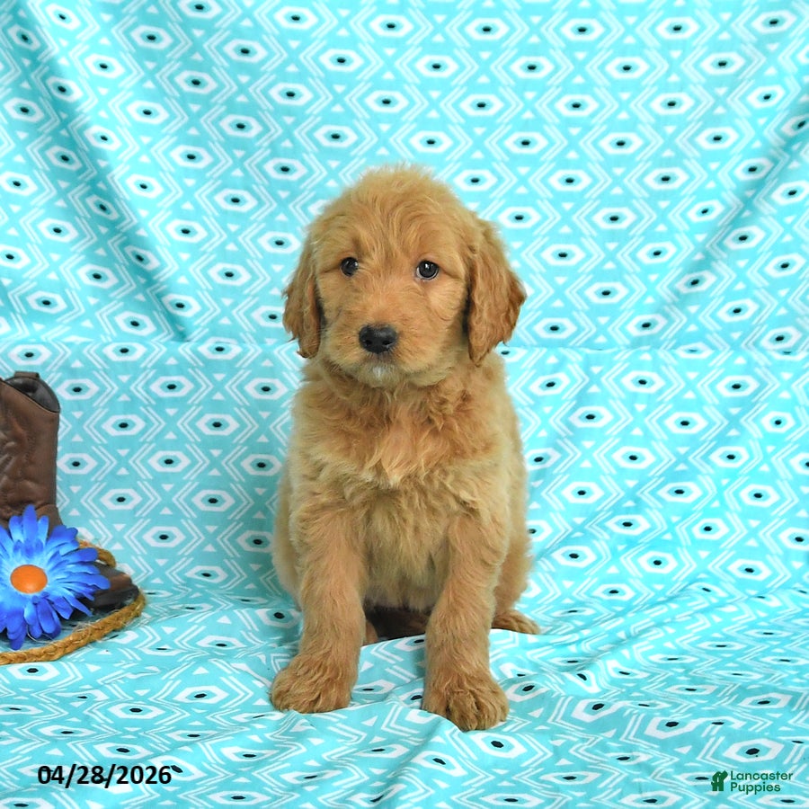 Goldendoodle dogs Monica - Ad 2