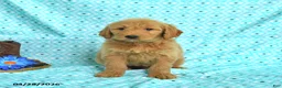 Goldendoodle dogs for sale: Monica - Ad 2