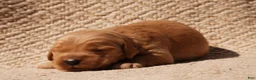 Golden Retriever dogs for sale: Daisy -AKC, Genetically Clear - Ad 70