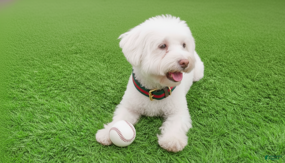 Maltipoo dogs for sale: BEAR - Image 4