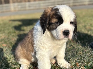 Saint Bernard dogs Big Will - Ad 22